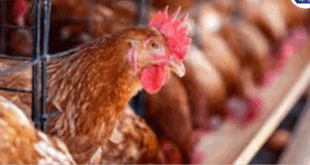 Livestock get a concession in various