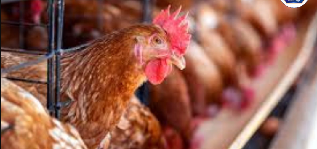 Livestock get a concession in various